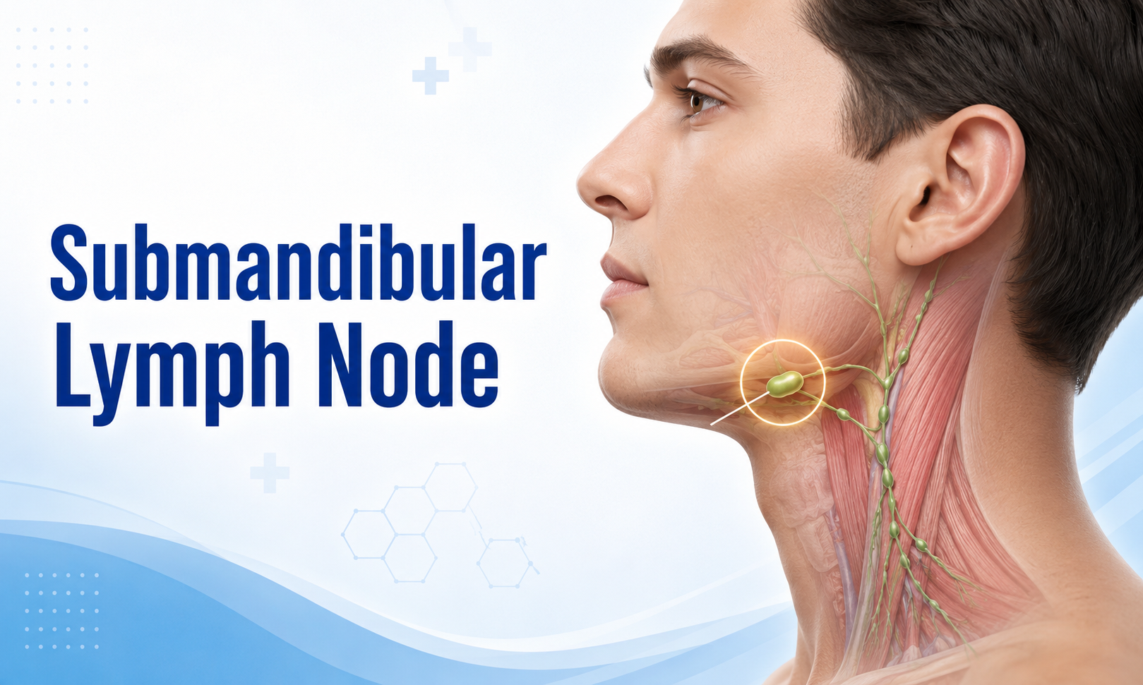 Submandibular Lymph Node Swelling: What a Lump Under the Jaw Can Mean